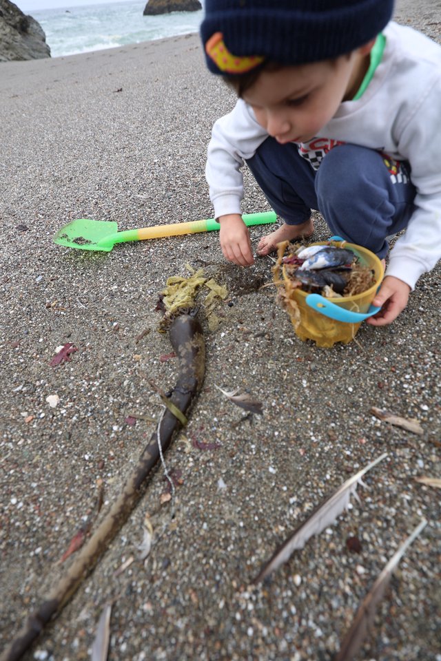 Young Explorer Collecting Beach Treasures at Low Tide