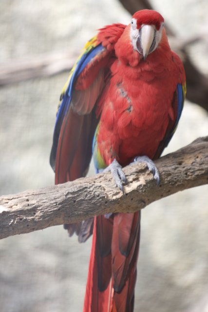 Red Macaw on a Branch