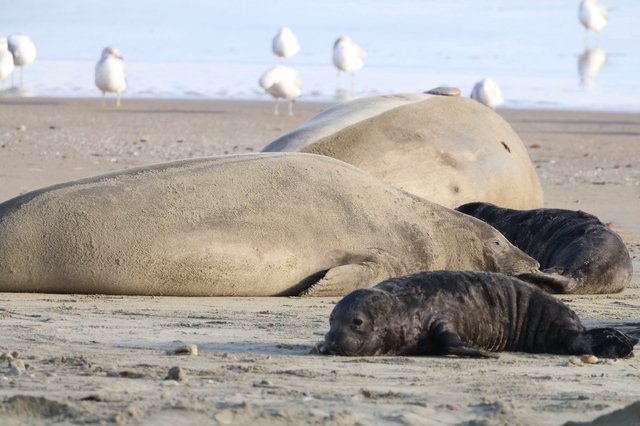 Elephant Seal Family Resting on Drakes Beach