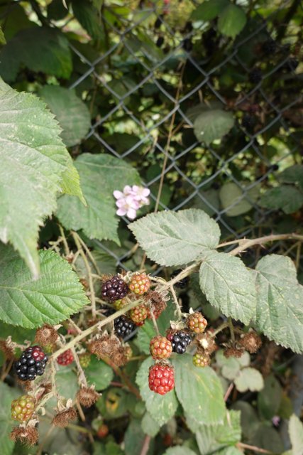 Harvesting Juicy Blackberries