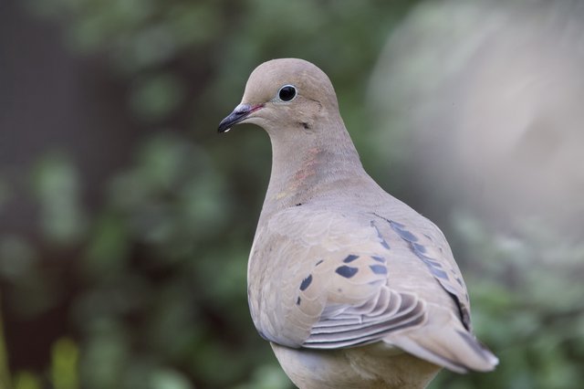 Mourning Dove Portrait in Soft Natural Light