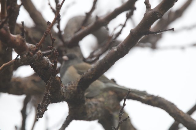 Camouflaged Bird Among Twisted Branches in Winter