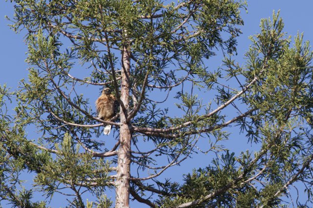 Majestic Perch