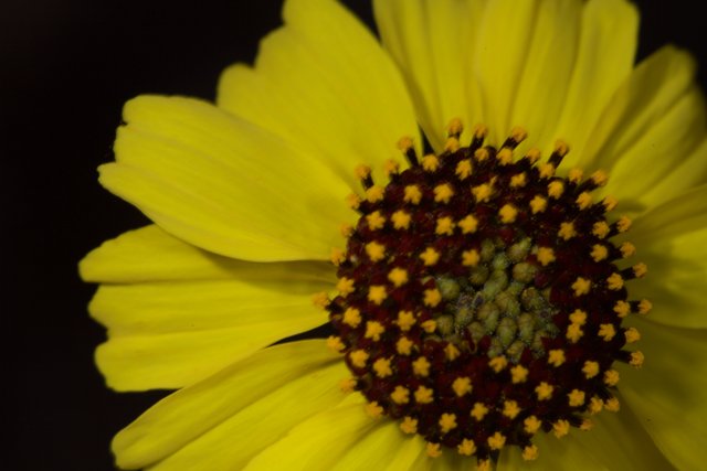 Sun-Kissed Treasure Flower