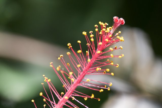 Hibiscus Hues: Up Close at Honolulu Zoo