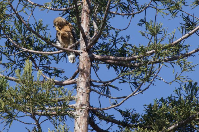 Majestic Perch