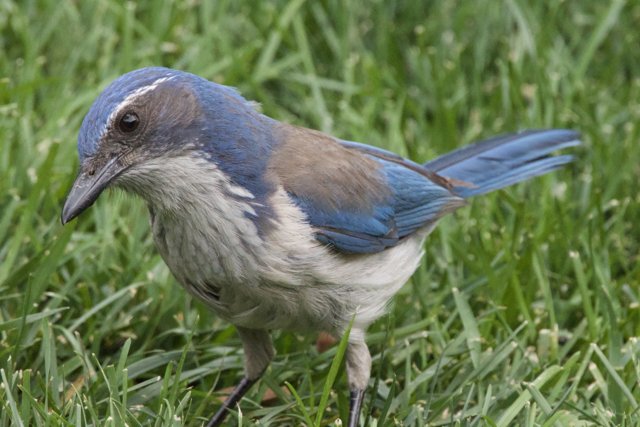 Jay Among the Grass