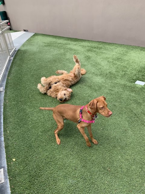 Playtime on the Artificial Lawn