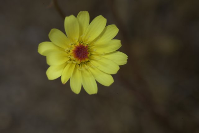 Vibrant Yellow Daisy with a Red Center