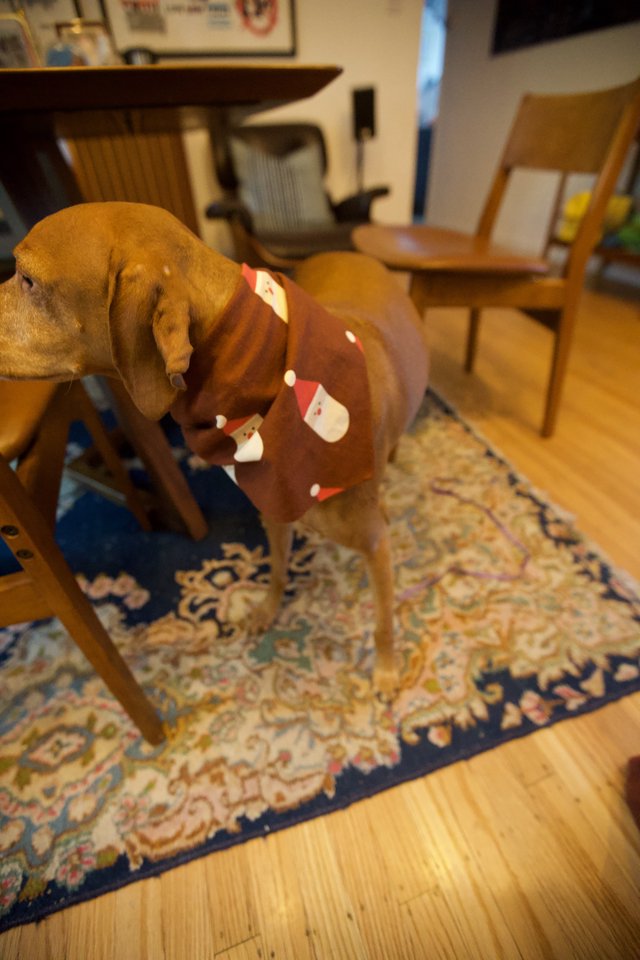 Brown Dog in Festive Santa Sweater at Home