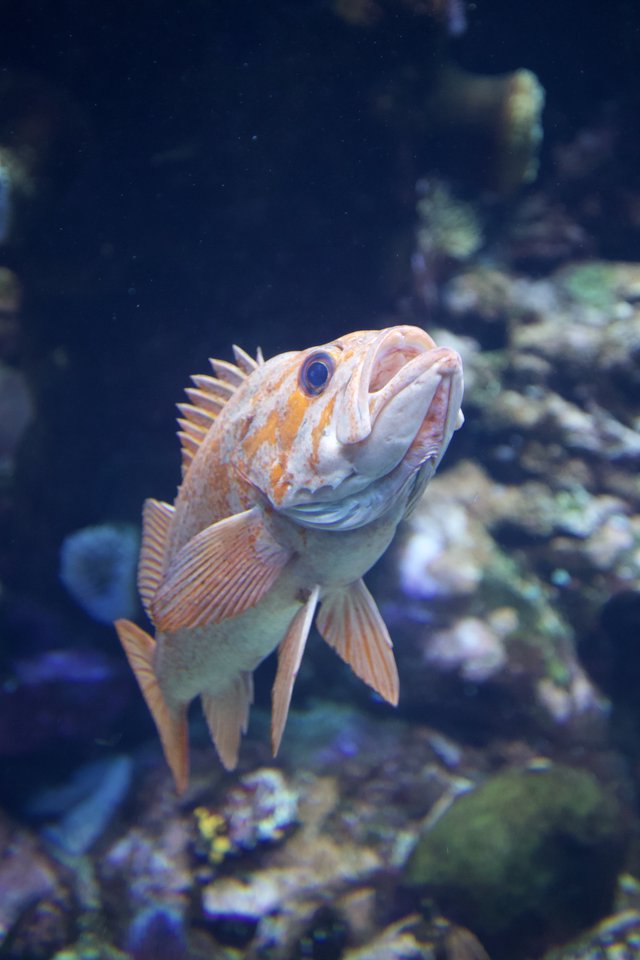 Orange Rockfish Swimming in Aquarium Tank