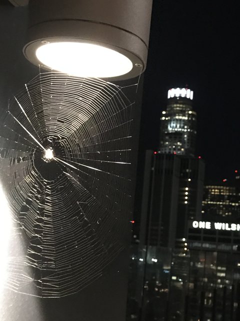 Nighttime Skyscraper and Spider Web
