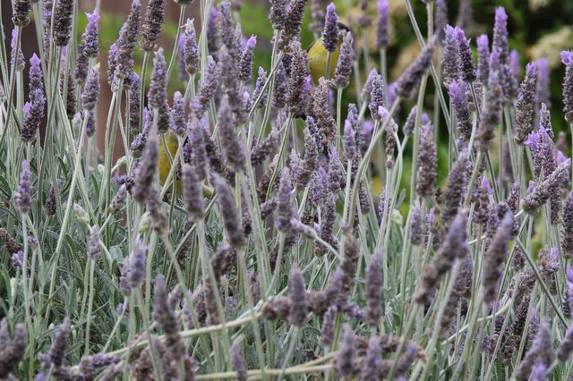 Lavender Field in Soft Focus Detail