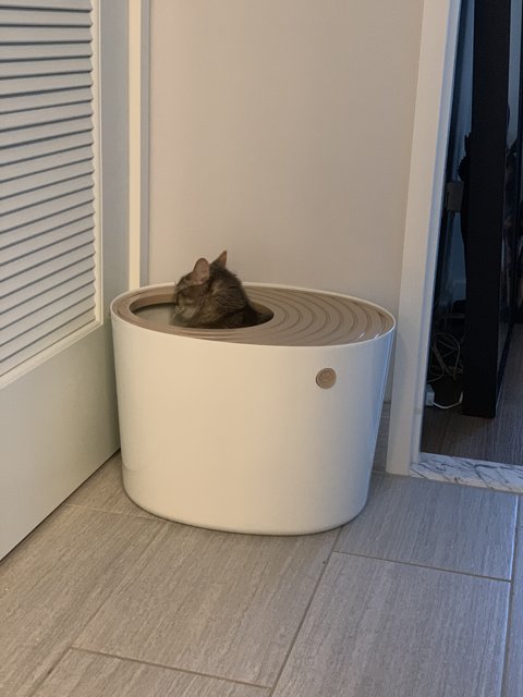 Feline Relaxation in a Woody Tub