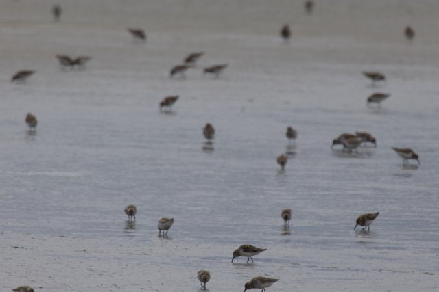 Gathering of the Shorebirds