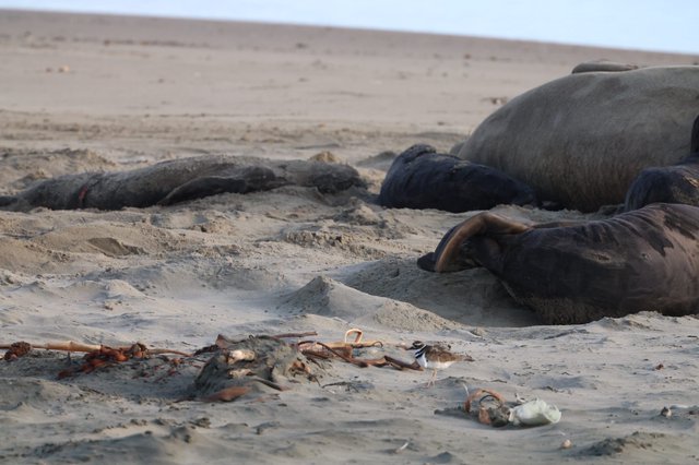 Elephant Seals Resting on Sandy Beach at Drakes Beach