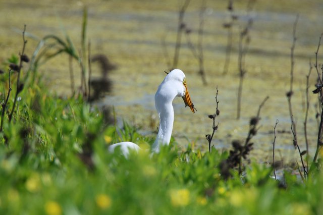 Great Egret with Fresh Catch at Wetland