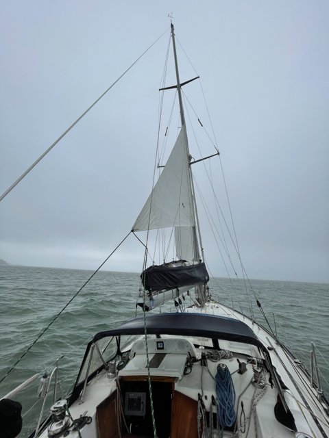 White Sail Sailboat on Richardson Bay