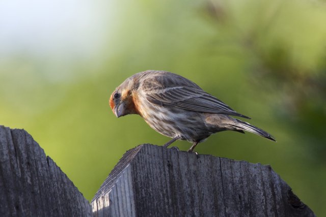 Perched Elegance