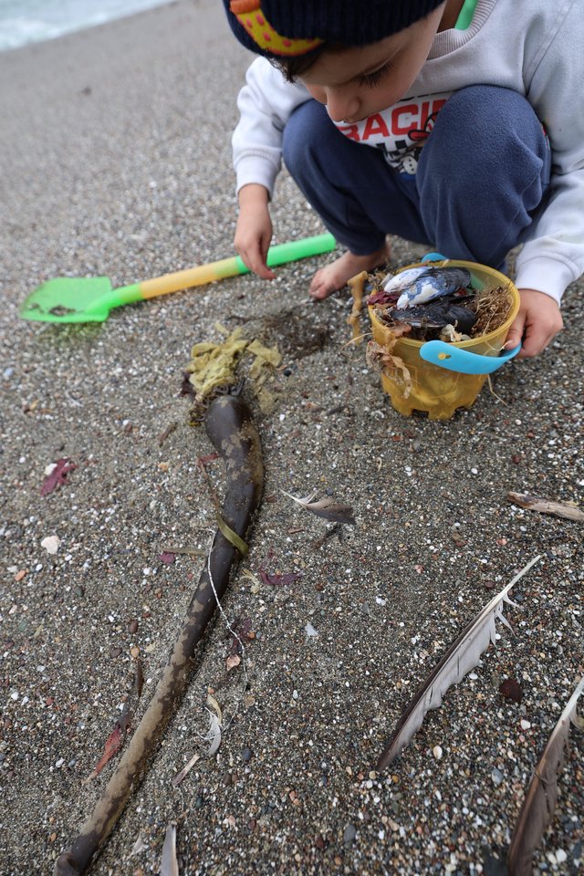 Young Explorer Collecting Beach Treasures at Low Tide