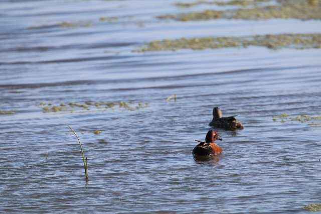 Cinnamon Teal Pair Swimming in Shallow Wetland Waters