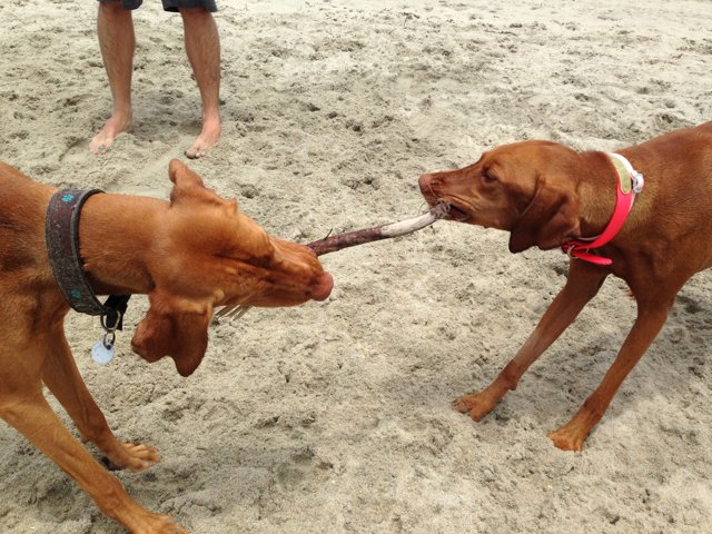 Pawsome Playtime on the Beach