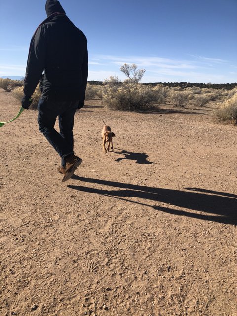 Desert Dog Walking