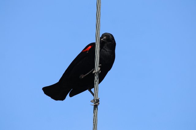 Red-Winged Blackbird Perched on Wire Against Clear Sky