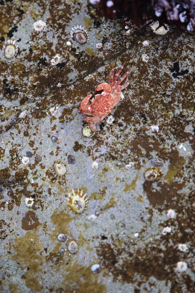 Red Rock Crab Navigates Barnacle-Covered Tidal Surface