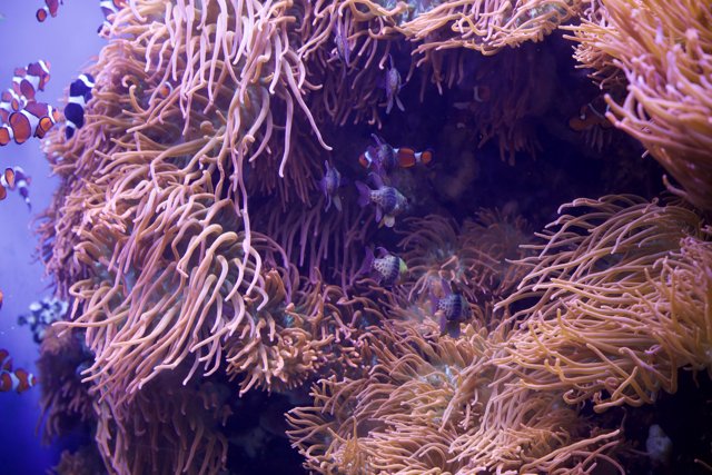 Undersea Wonderland: Clownfish and Anemones