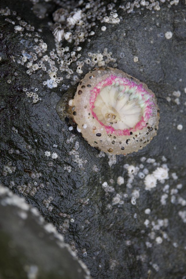 Vibrant Pink Barnacle Open on Intertidal Rock