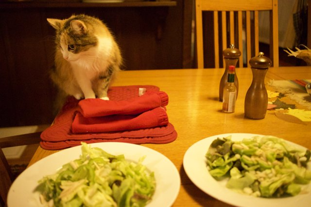 The Cat's Table Feast