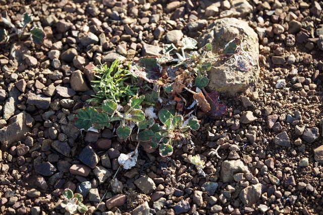 Desert Survivor: Hardy Plant Among Rocky Gravel