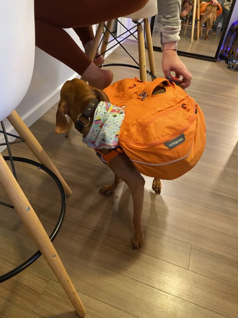 Canine Backpacker