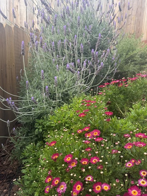 Springtime Symphony in the Garden