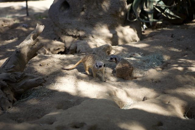 Meerkat Wonders