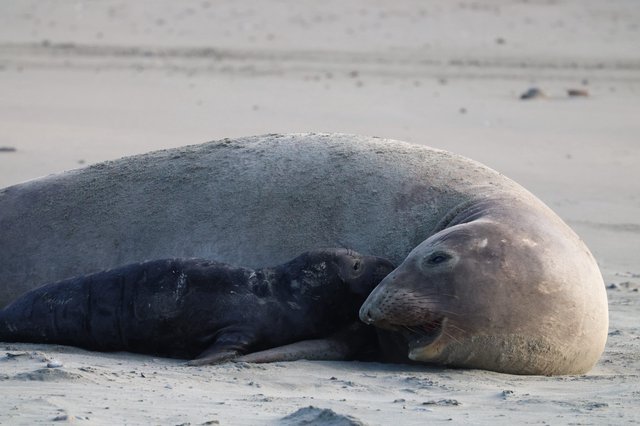 Mother Elephant Seal and Pup Bonding at Drakes Beach
