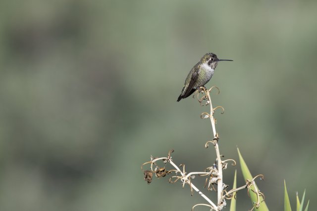 Daylight Serenity: A Captivating Hummingbird