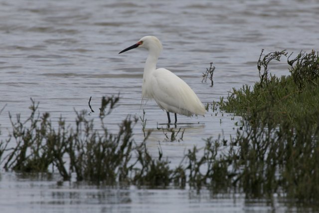 Tranquil Waterside Watch