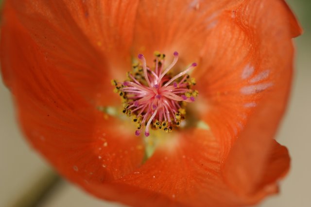 Vibrant Orange Lily in Full Bloom