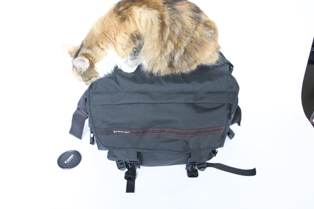 Curious Cat atop a Backpack.