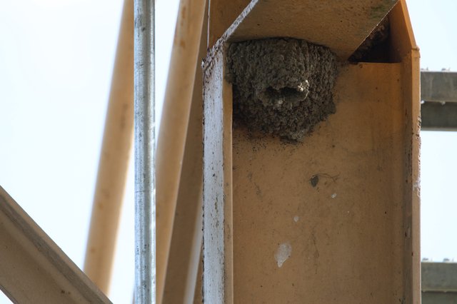 Cliff Swallow Nest Under Bridge at Yolo Bypass