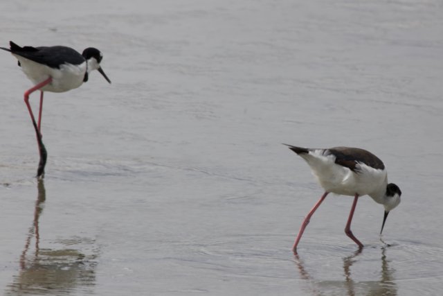 Graceful Waders of San Pablo Bay