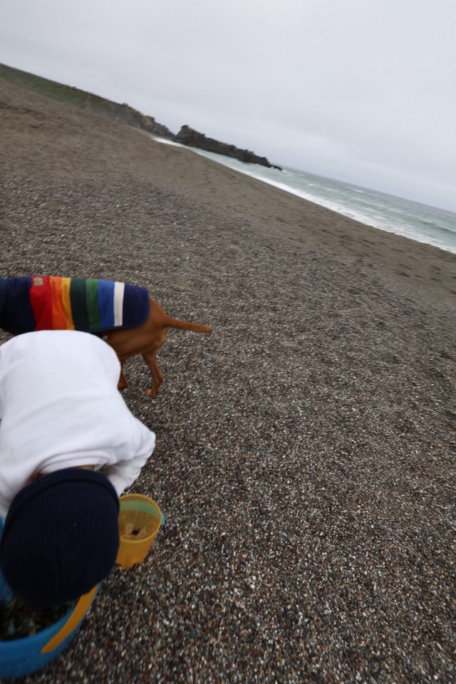 Father's Day Beach Walk with Dog on Rocky Shore