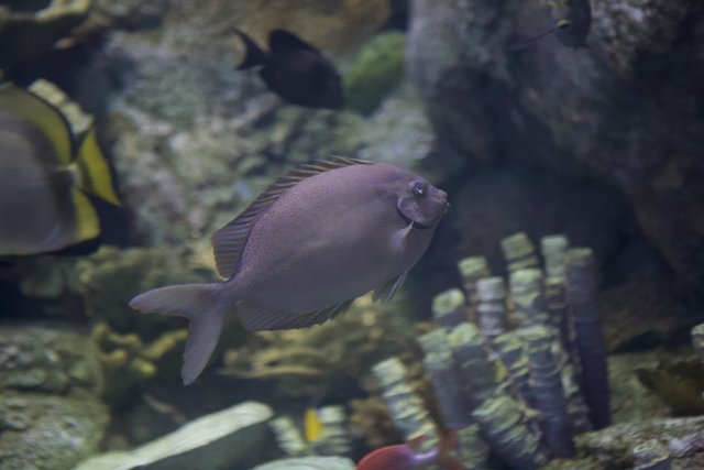 Peaceful Fish in Serene Underwater Habitat