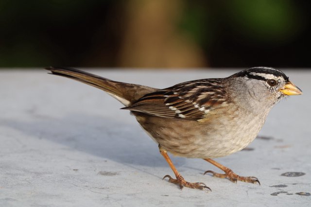 White-Crowned Sparrow Portrait at Close Range
