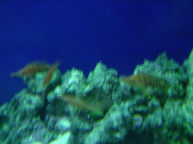 School of Fish in a Coral Reef Aquarium