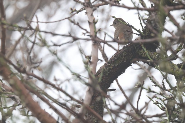 Hermit Thrush Perched Among Mossy Winter Branches