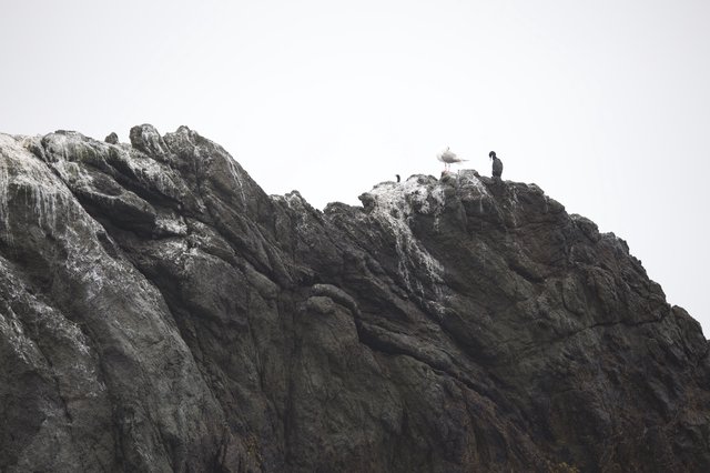 Seabirds Perched on Rugged Coastal Rock Formation
