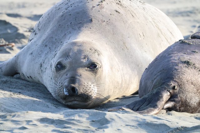 Young Elephant Seal Pup Resting on Sandy Beach